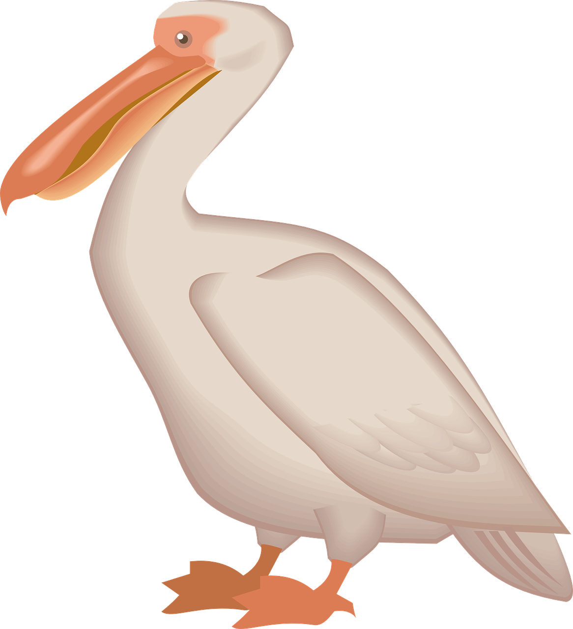 pelican seabird pelecanus erythrorhynchos free photo