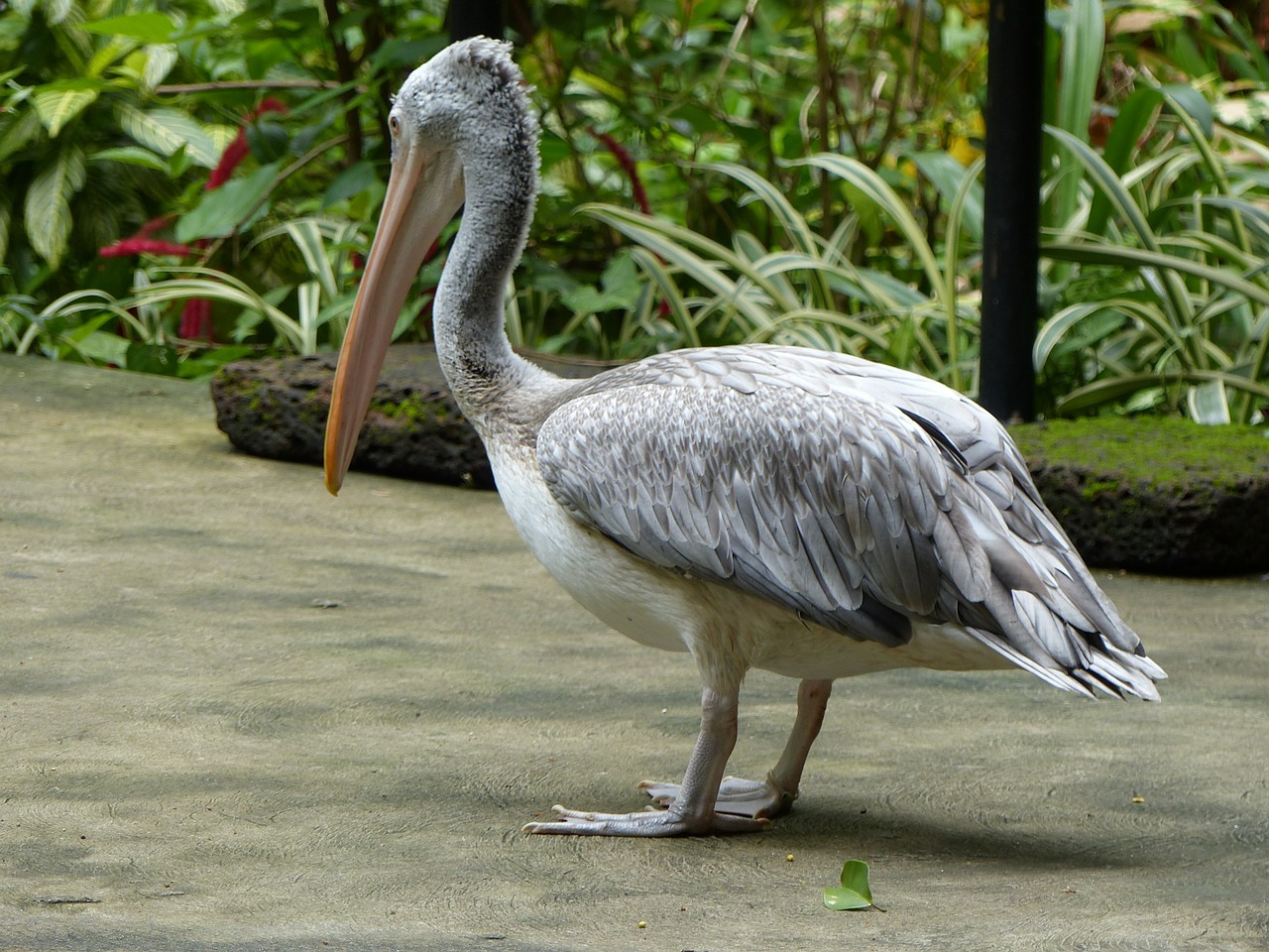 pelican nature bird free photo