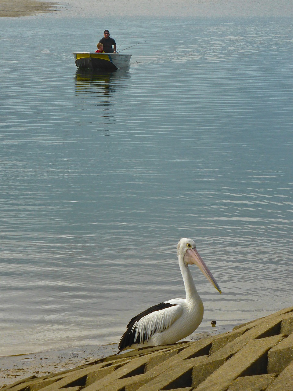 pelican fisherman boat free photo