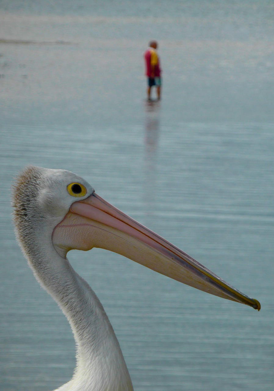 pelican recreation marine free photo