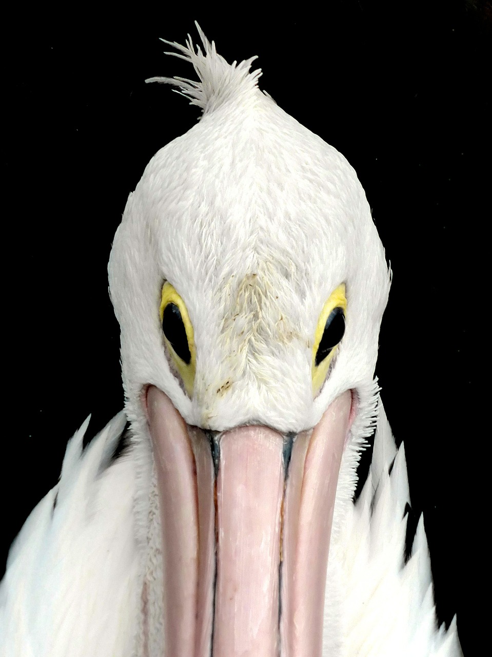 pelican eyes face free photo