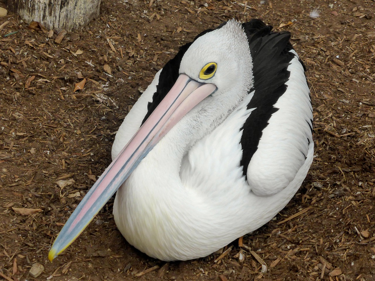 pelican conspicillatus avian free photo