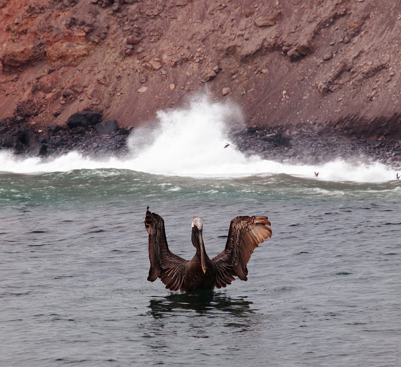 pelican galapagos islands free photo