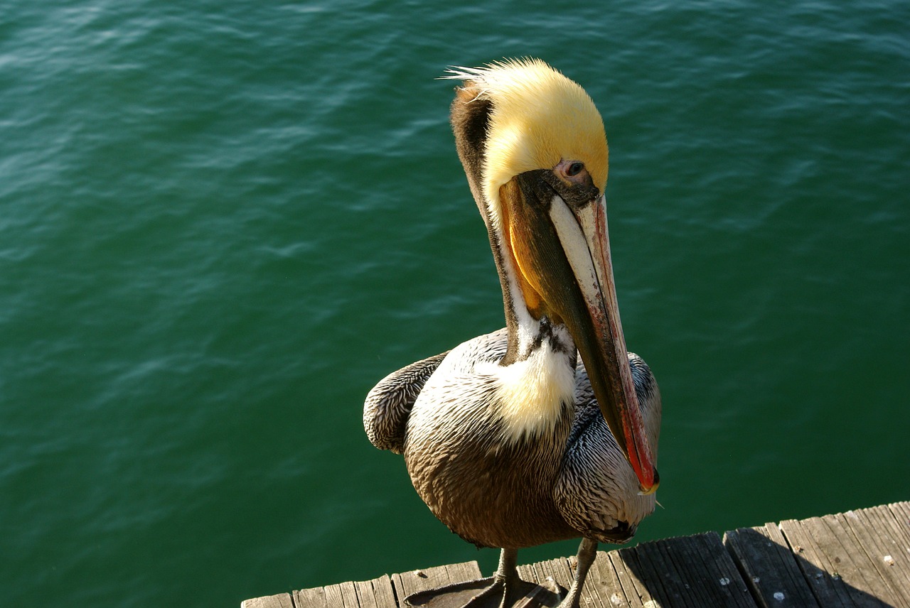 pelican bird water free photo