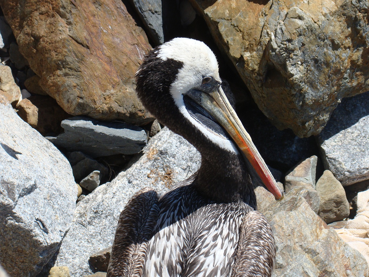 pelican ave pen free photo