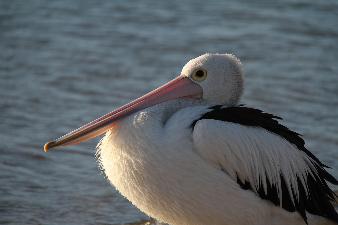 pelican feather bird free photo