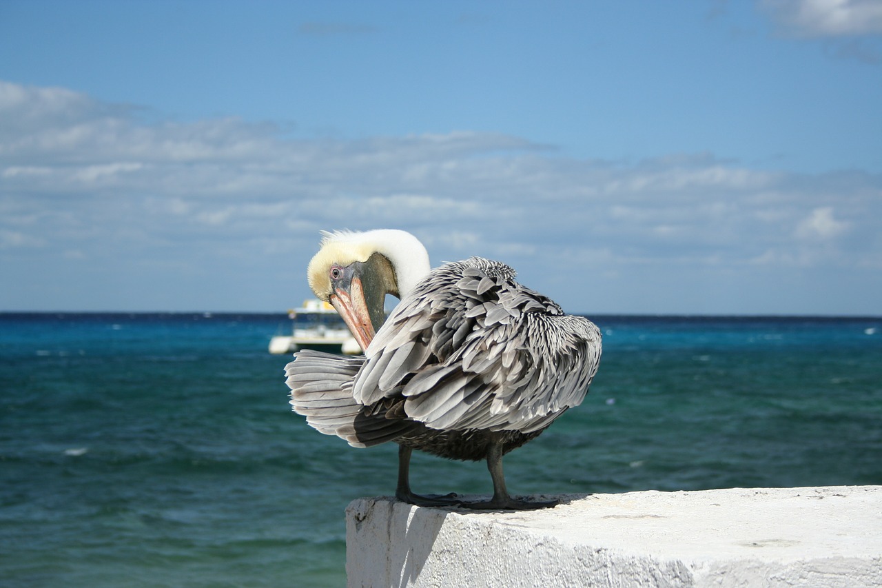 pelican bird mexico free photo