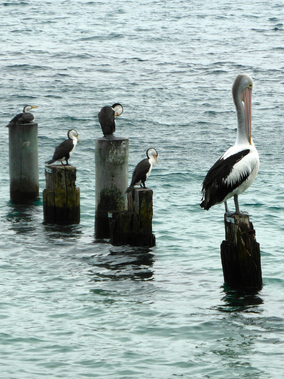 pelican seabirds sitting free photo