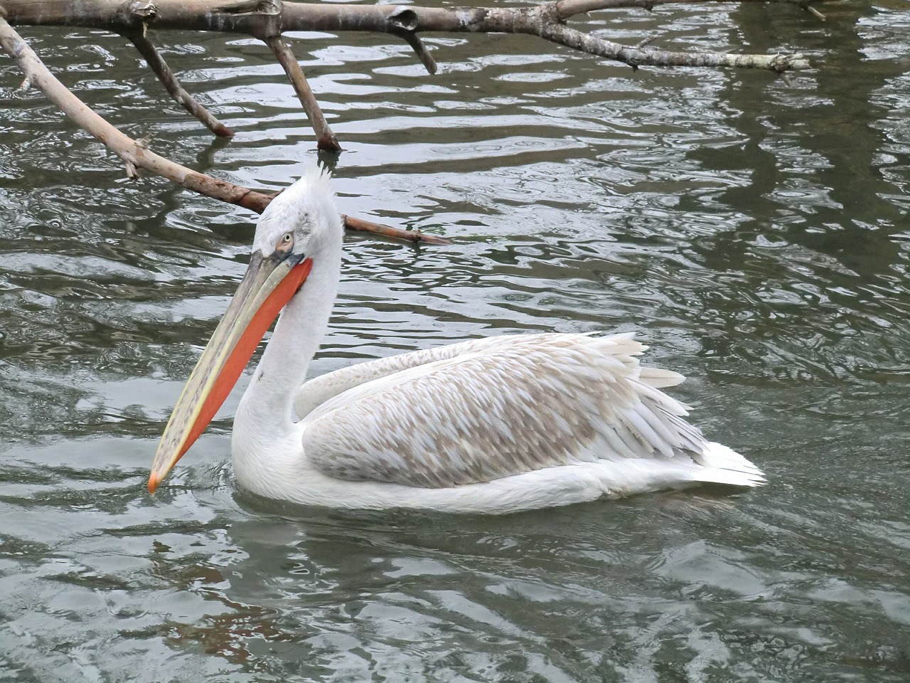 pelican animal water free photo