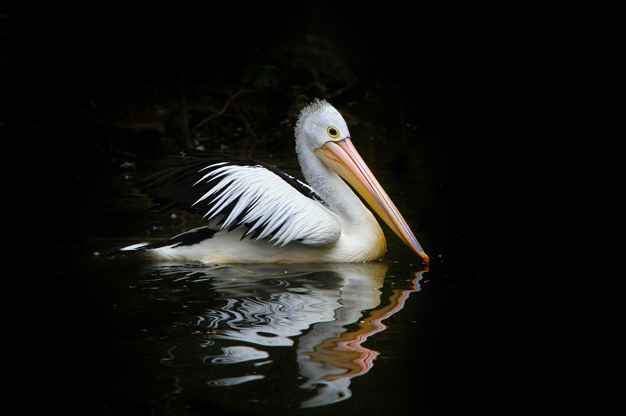 pelican bird sea birds free photo