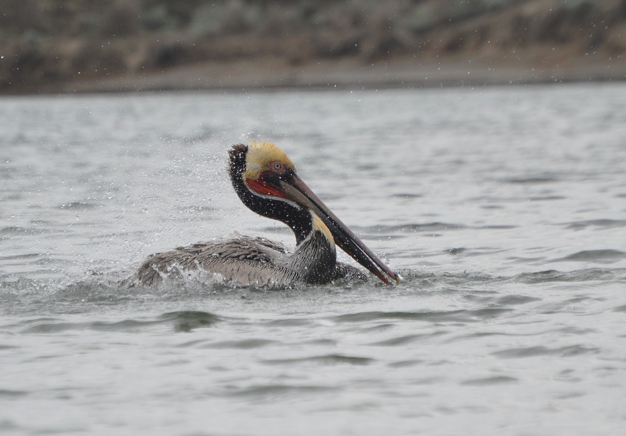 pelican water wild free photo