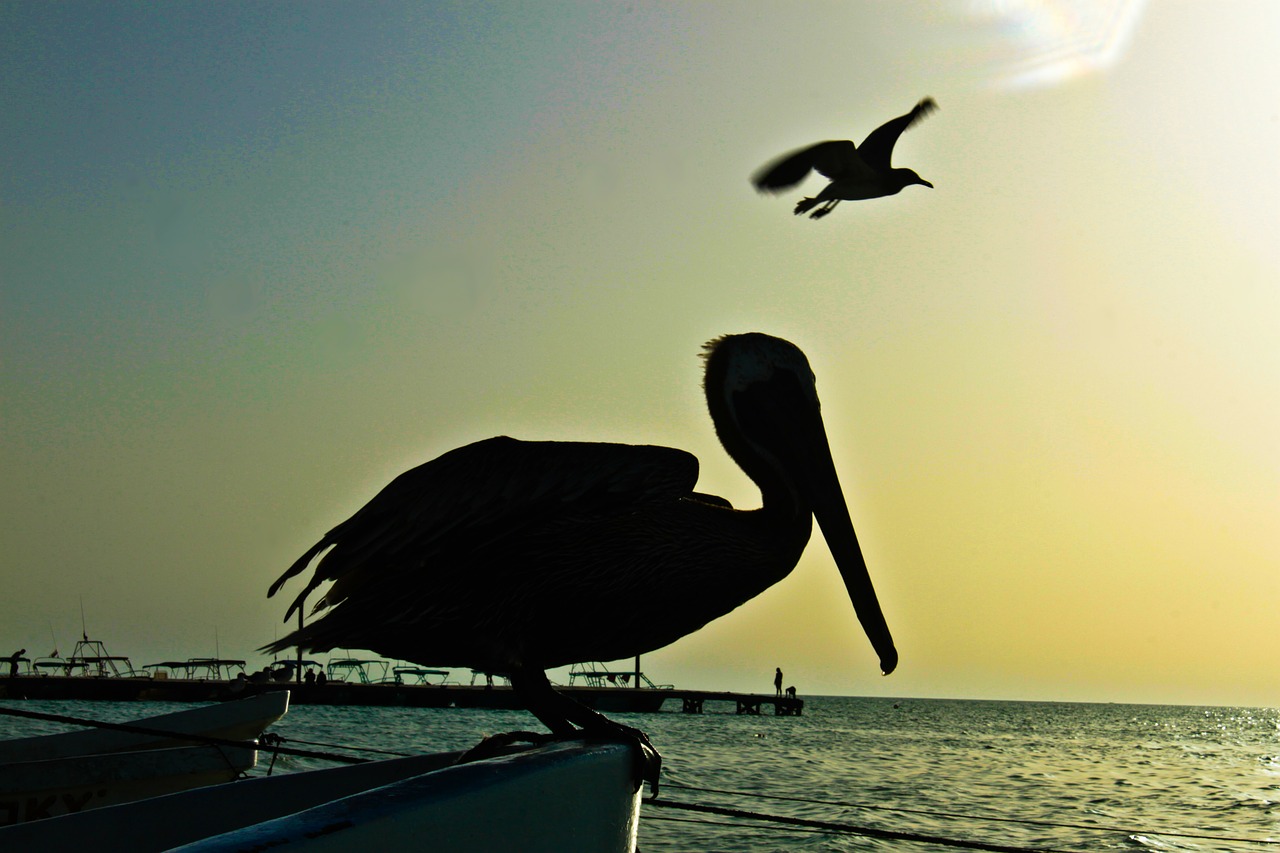 pelican silhouette bird free photo