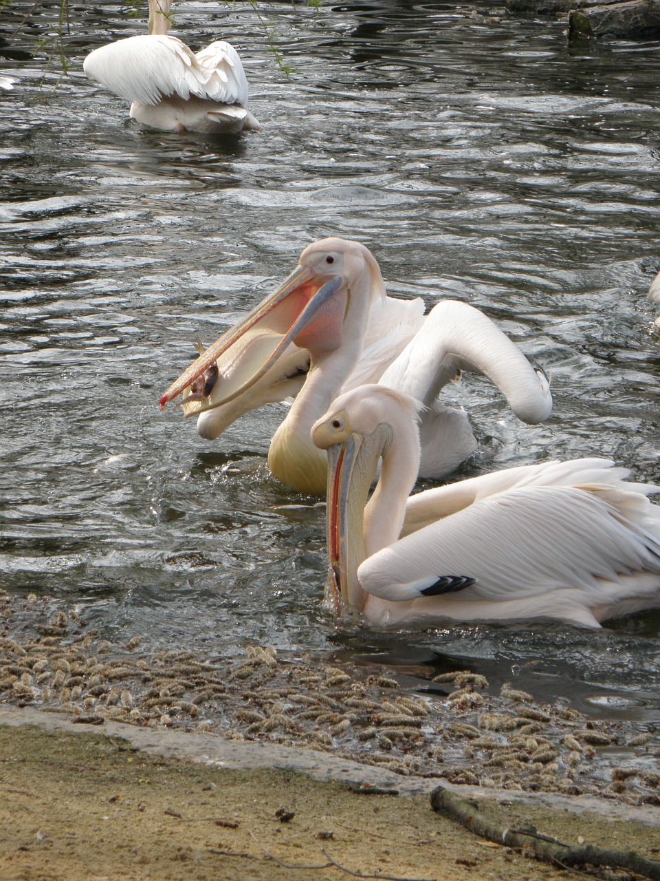 pelican bird feeding free photo