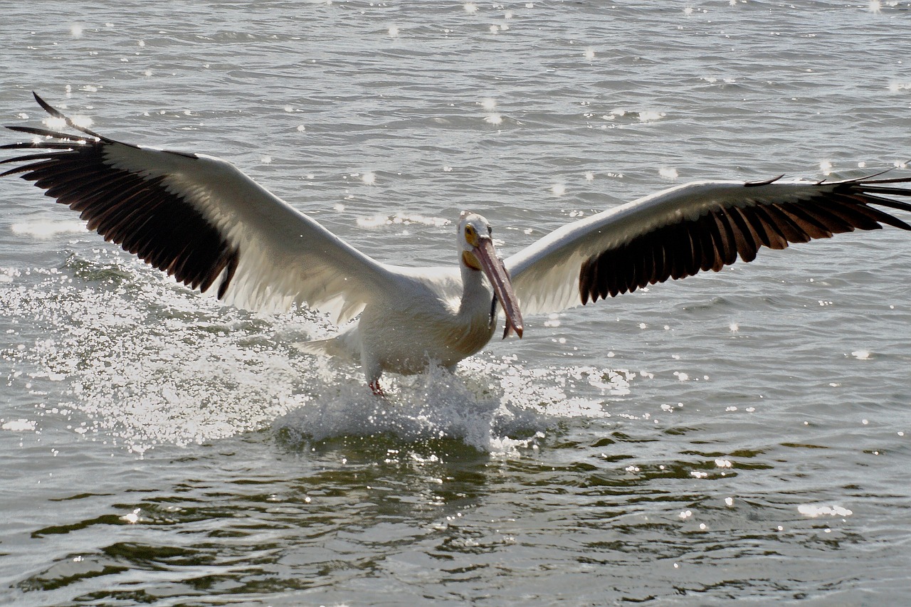 pelican bird white free photo