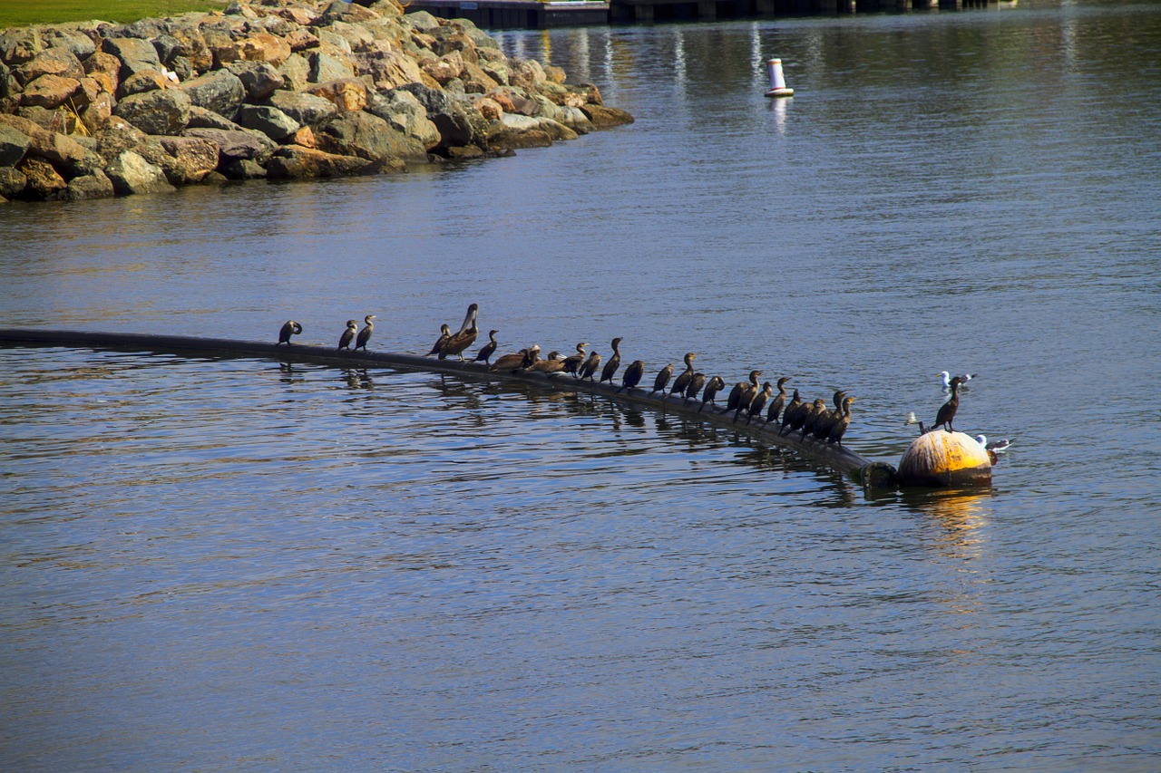 pelican seabird ocean free photo
