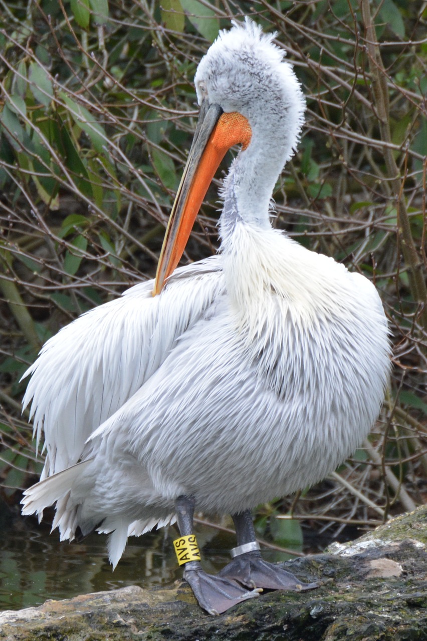 pelican bird animal free photo