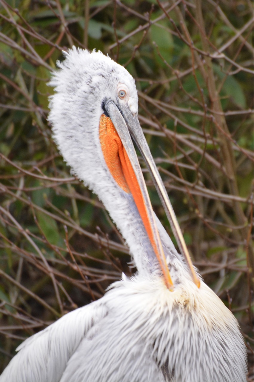 pelican bird animal free photo