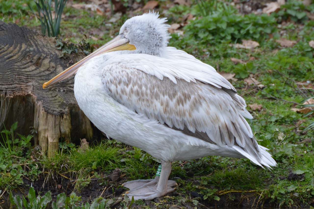 pelican bird animal free photo