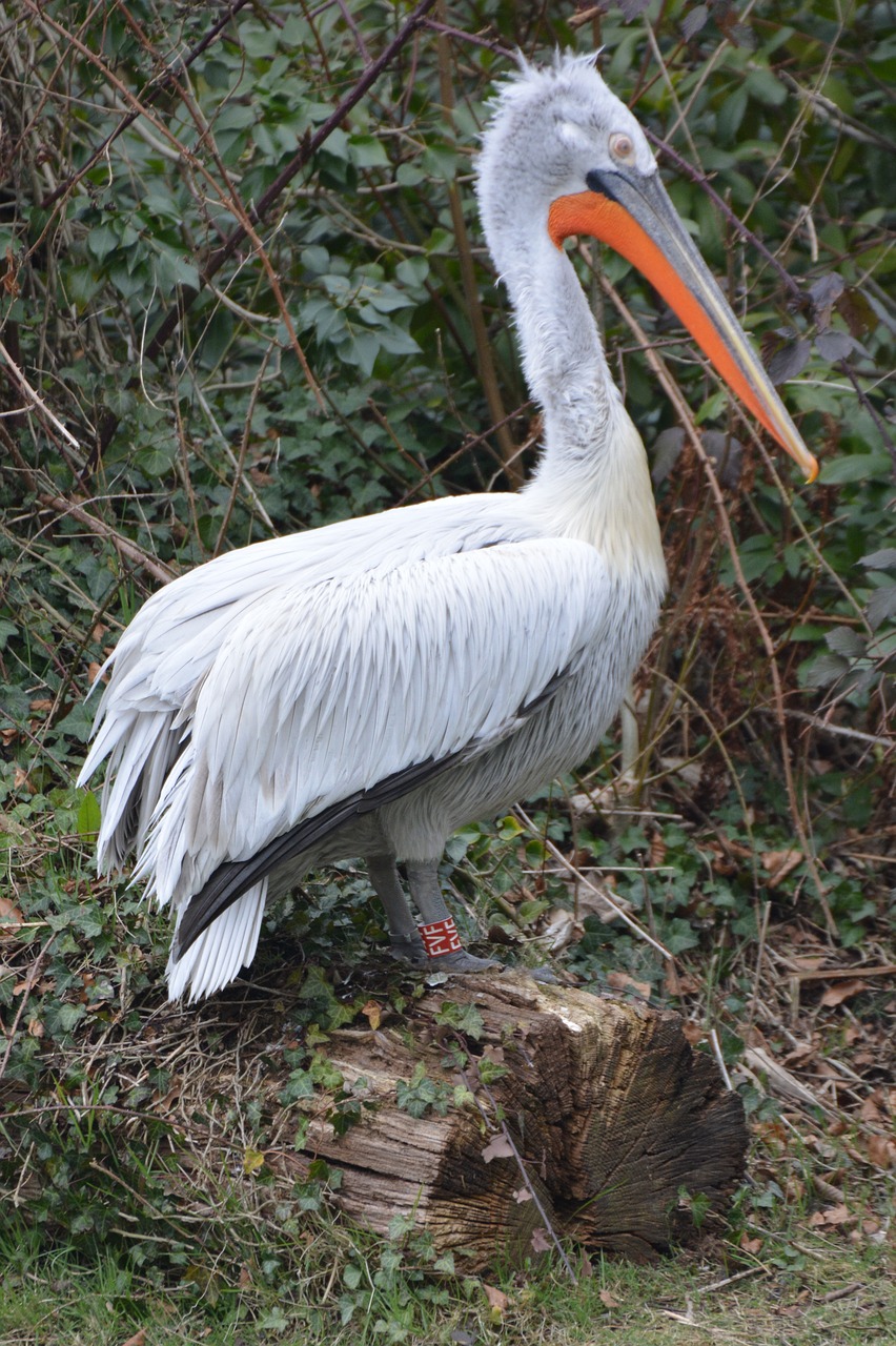 pelican bird animal free photo