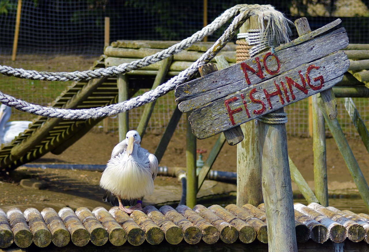 pelican sea coast free photo