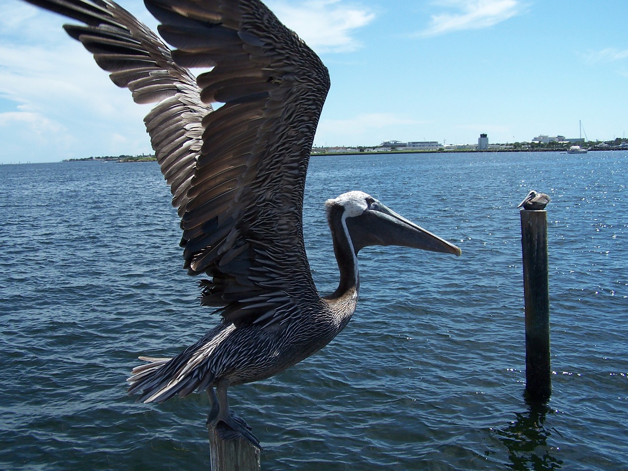 pelican bird freedom free photo