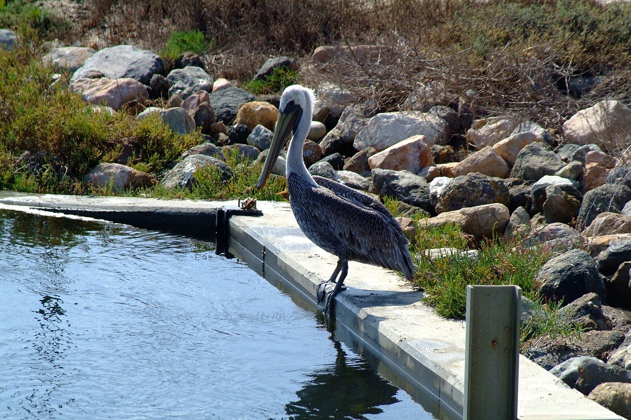 pelican bird water free photo