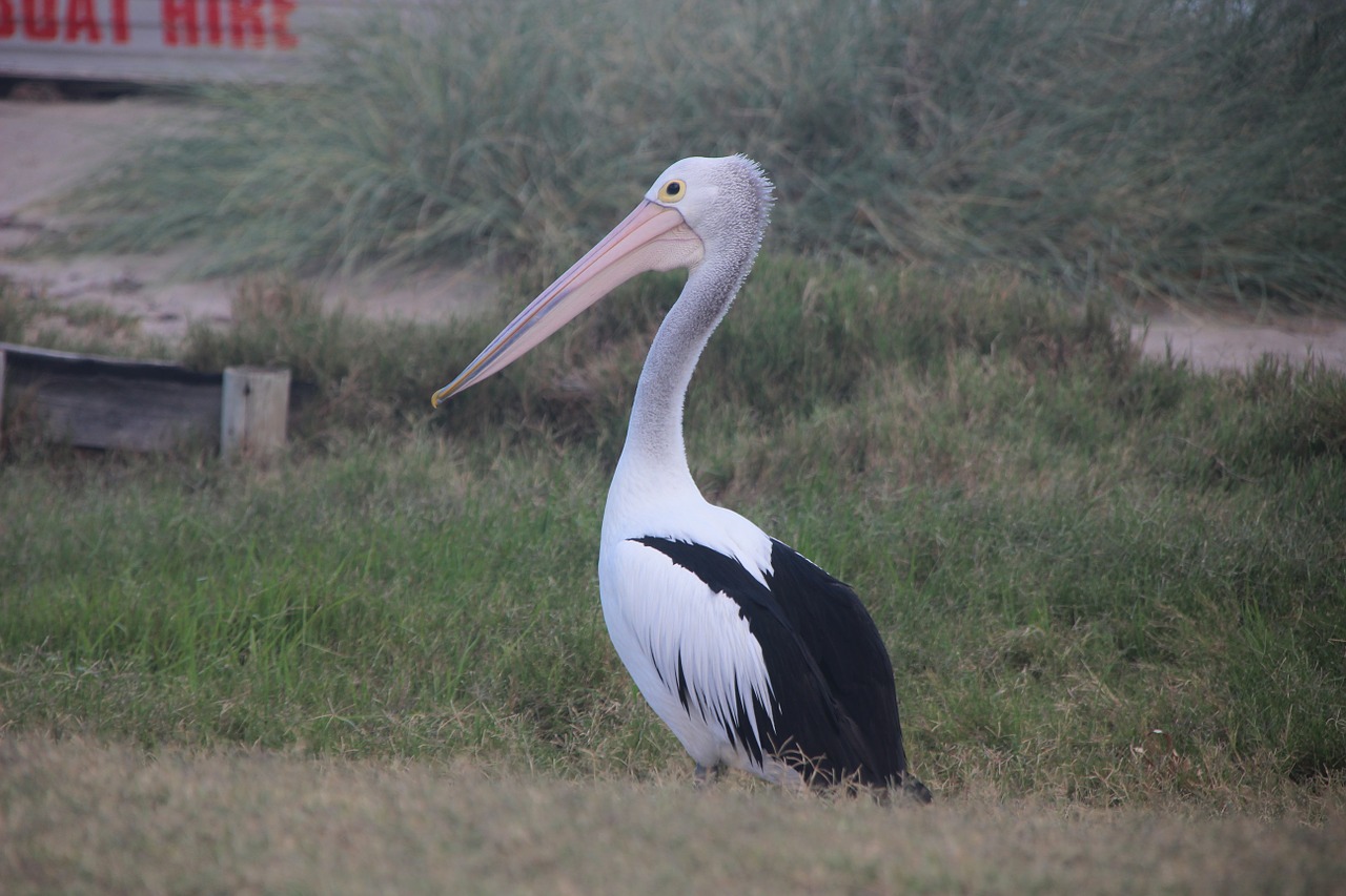 pelican bird australia free photo