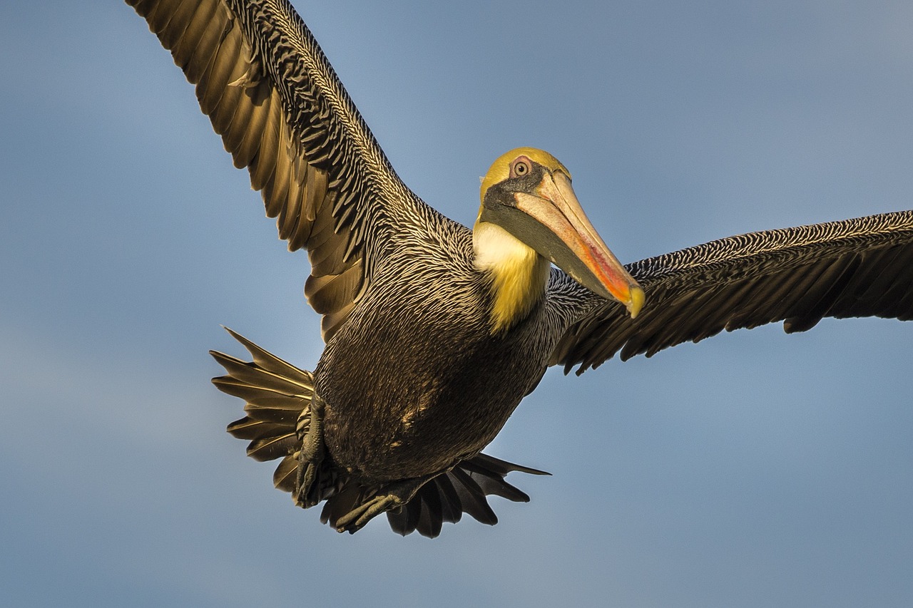 pelican bird wings free photo