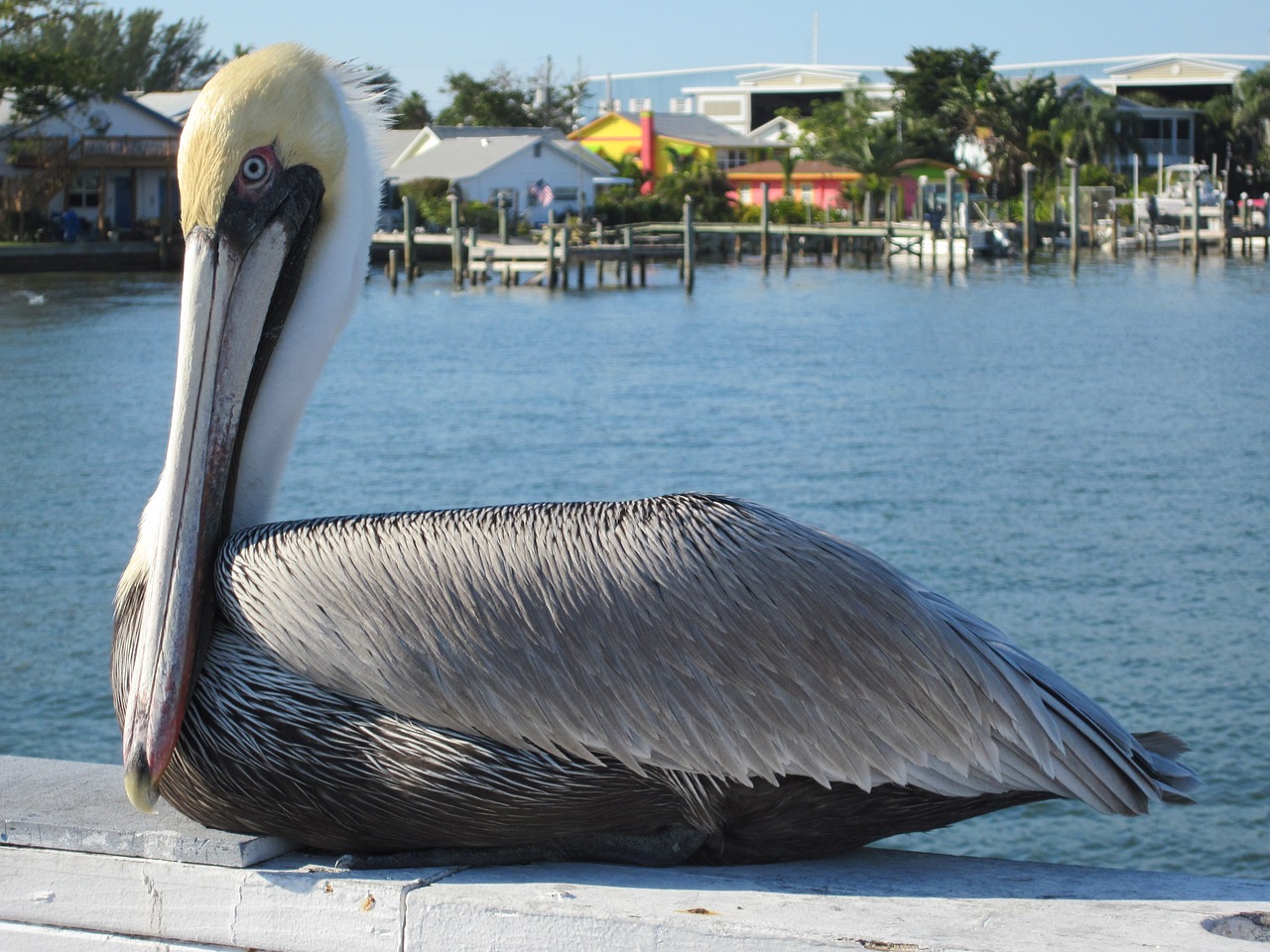 pelican anna maria island florida free photo