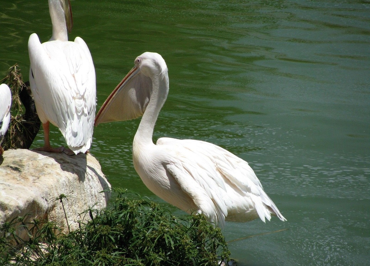 pelican water bird pelecanidae free photo