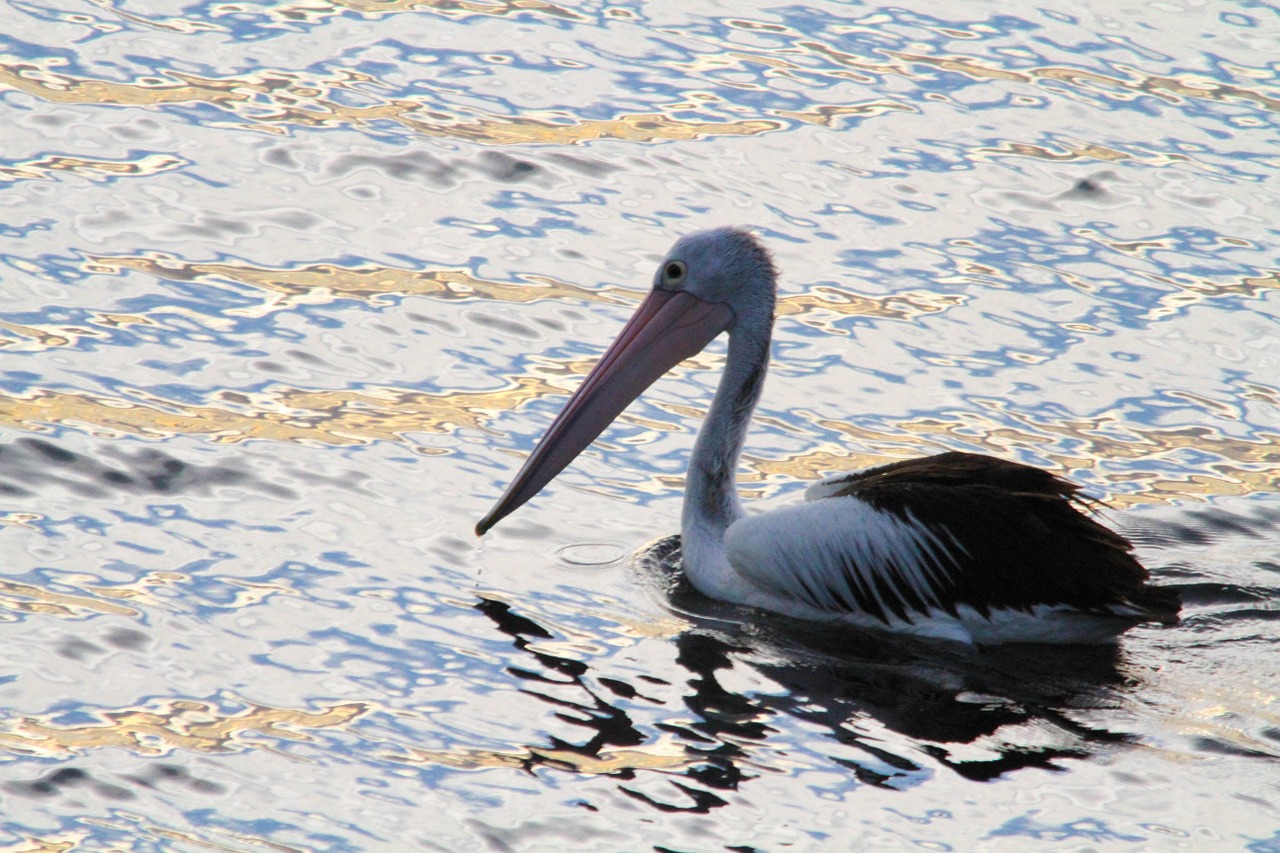 pelican animal water free photo