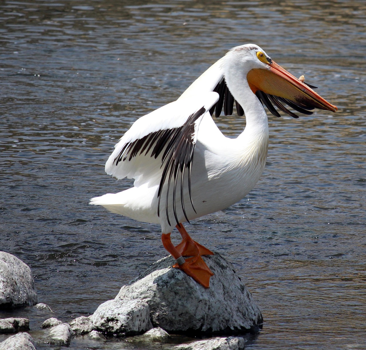 pelican fox river stretch free photo