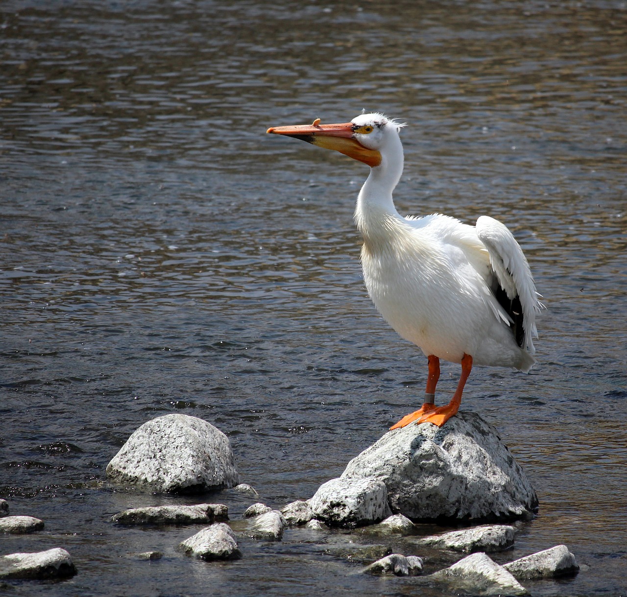 pelican fox river appleton free photo