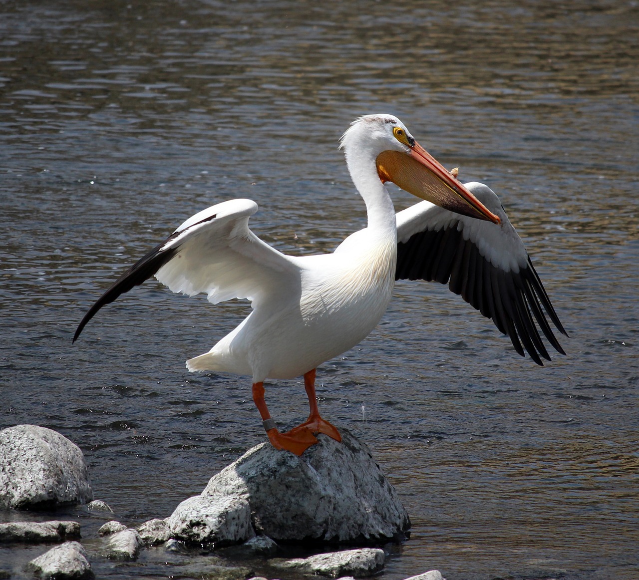 pelican stretch rock free photo