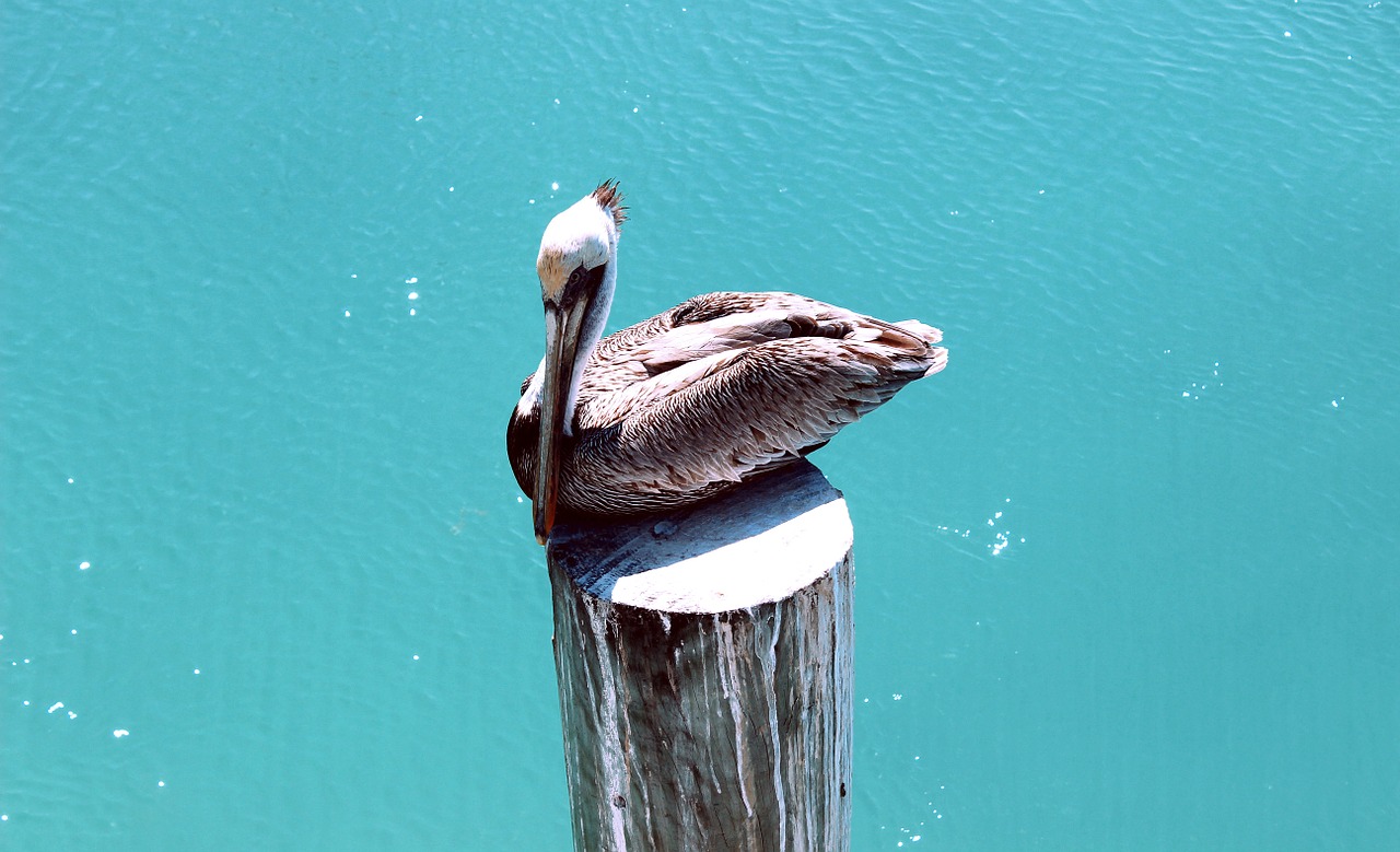 pelican bird nature free photo