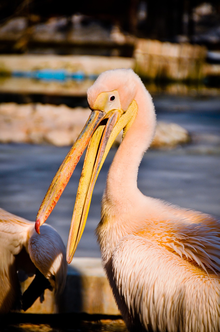 pelican bird wildlife free photo