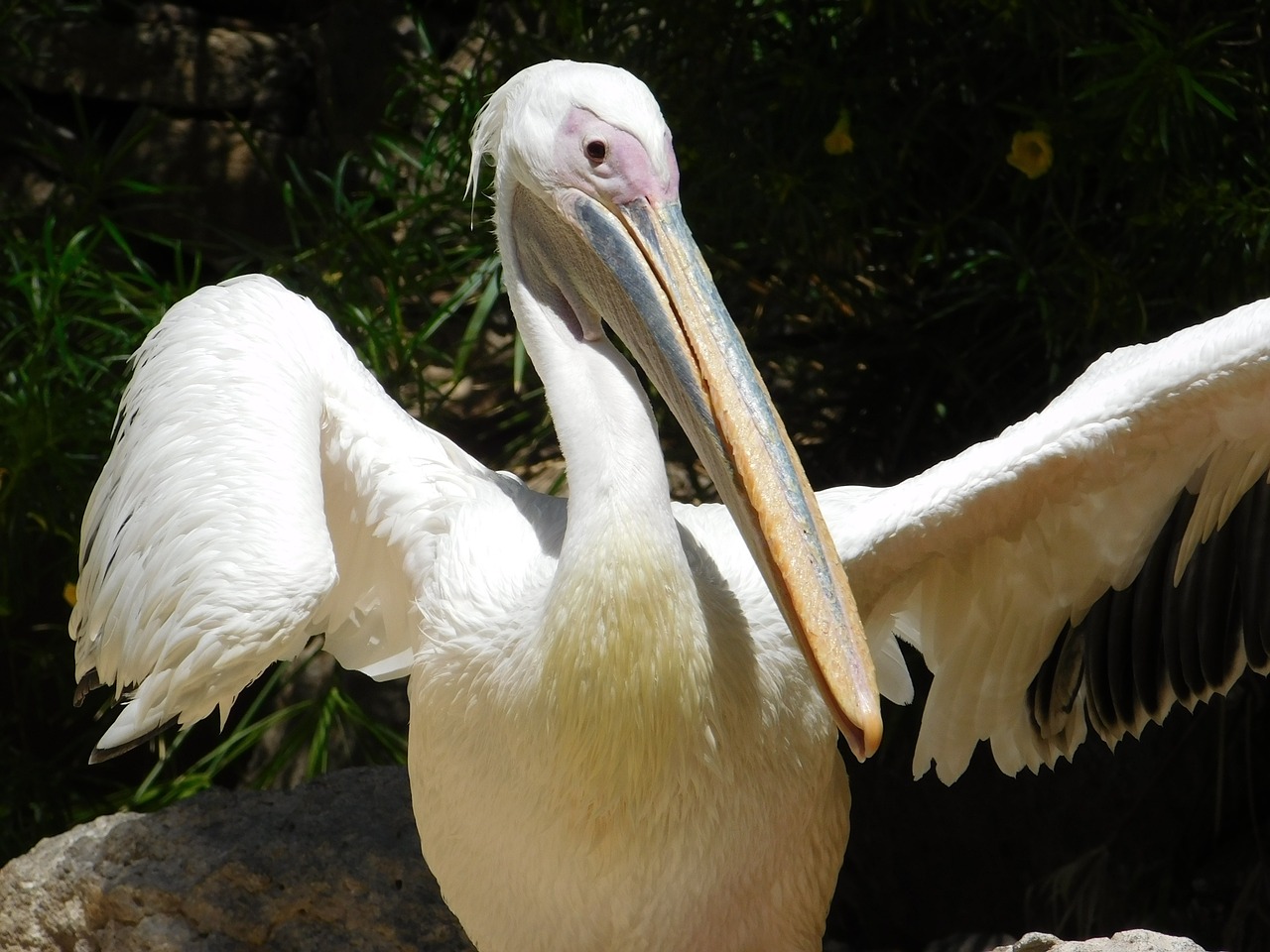 pelican bird nature free photo