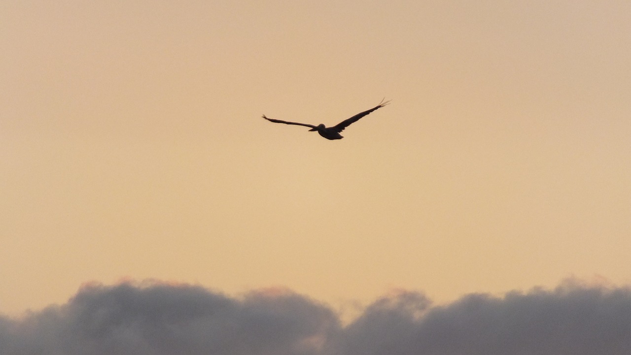 pelican sunset sea free photo