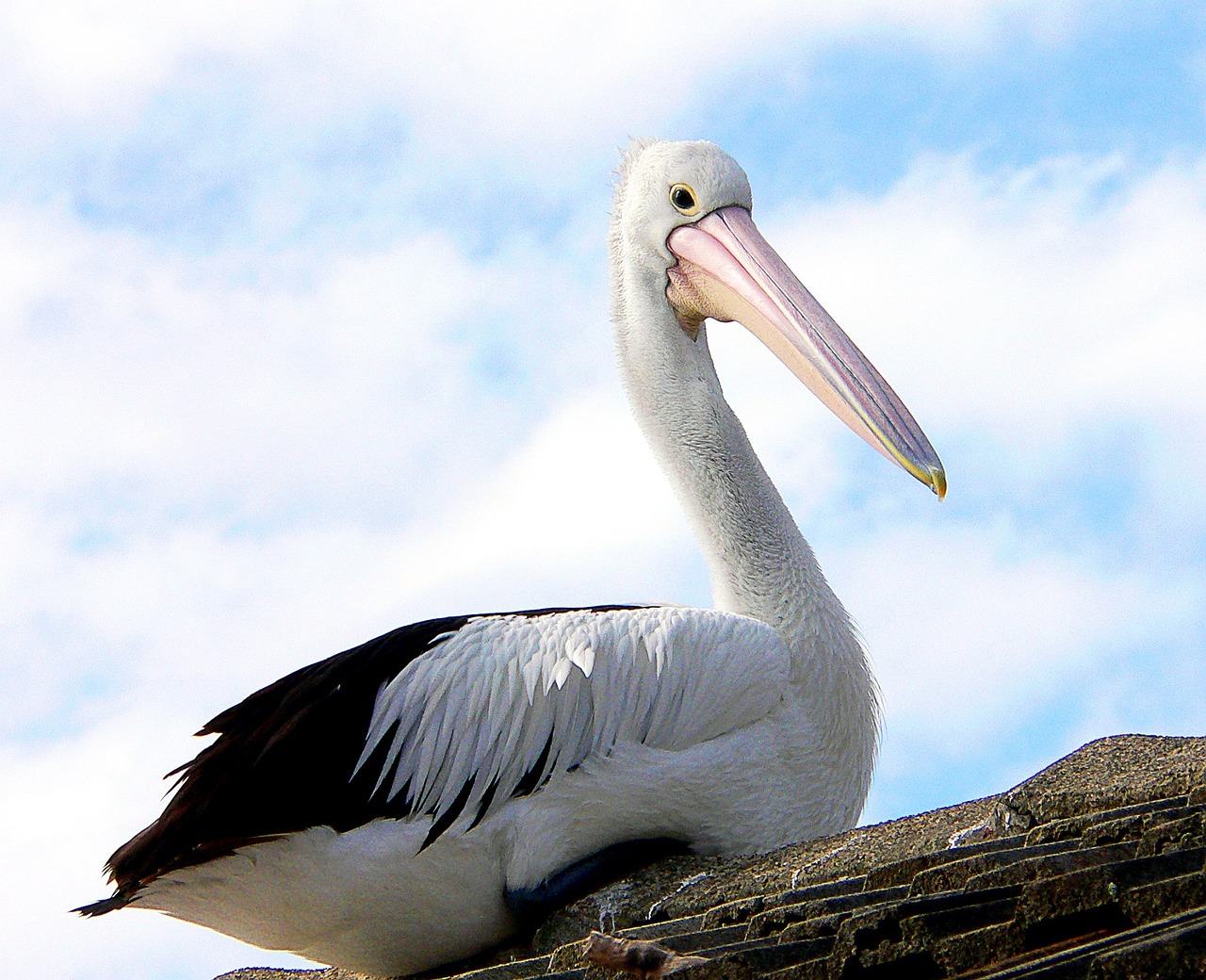 pelican bird wildlife free photo