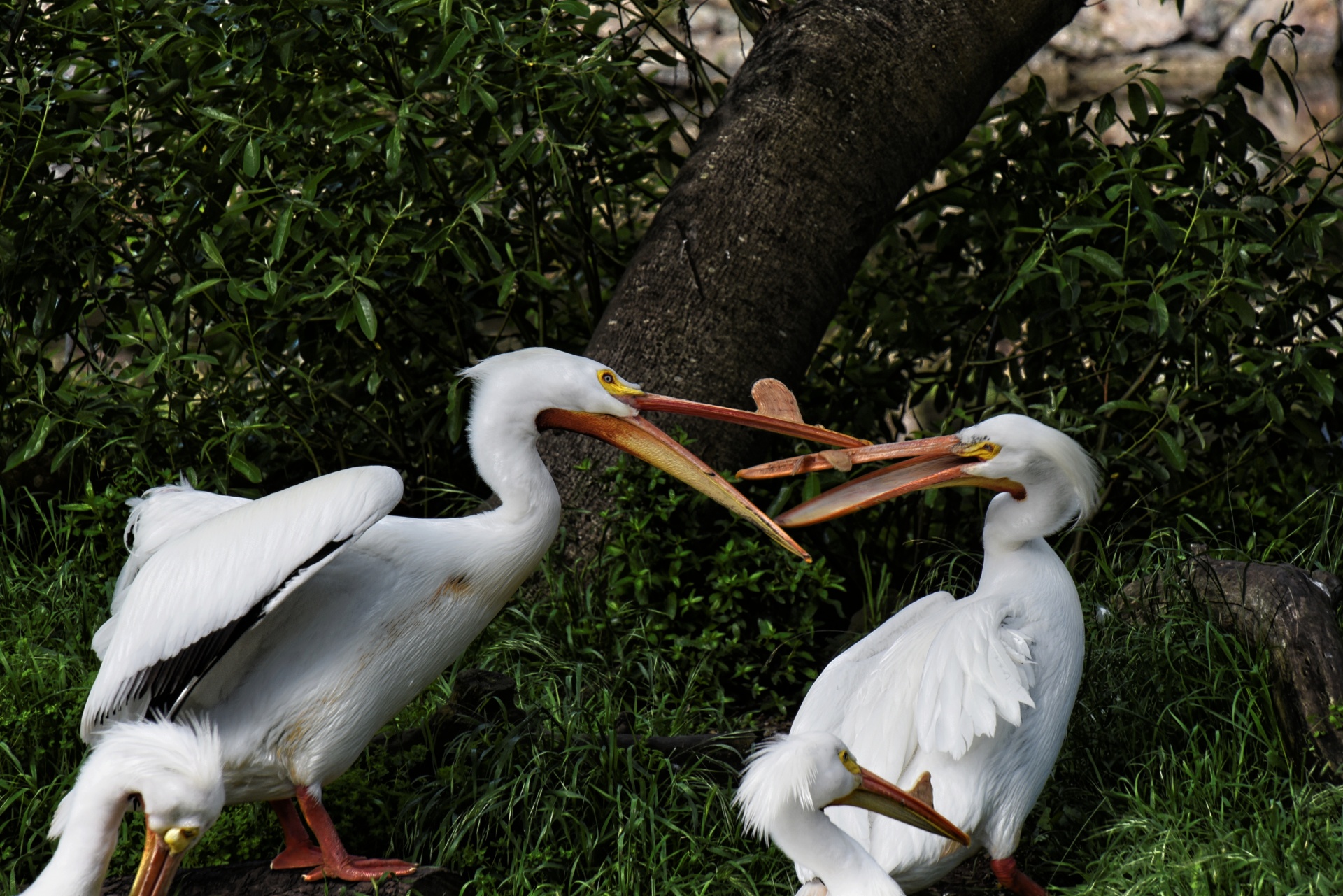 white pelicans bird large bird free photo