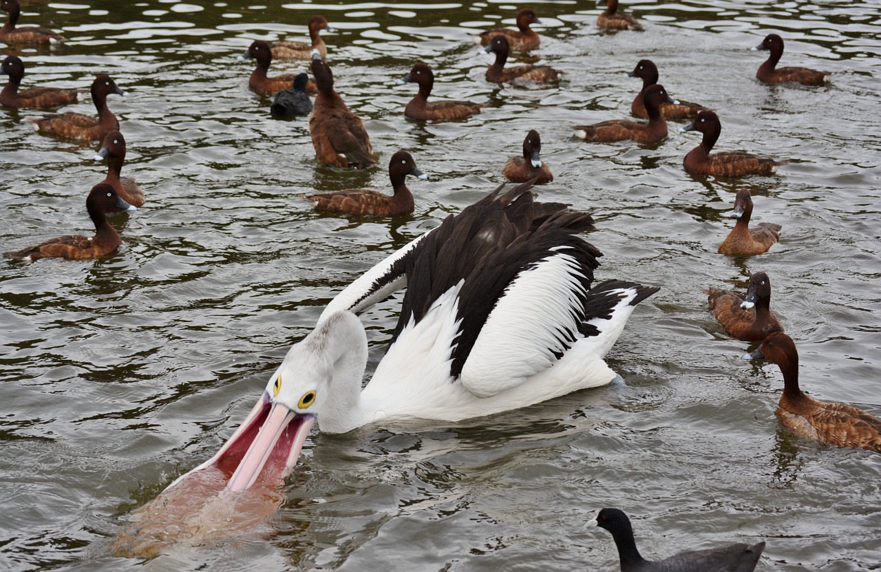 pelican australian pelican water bird free photo