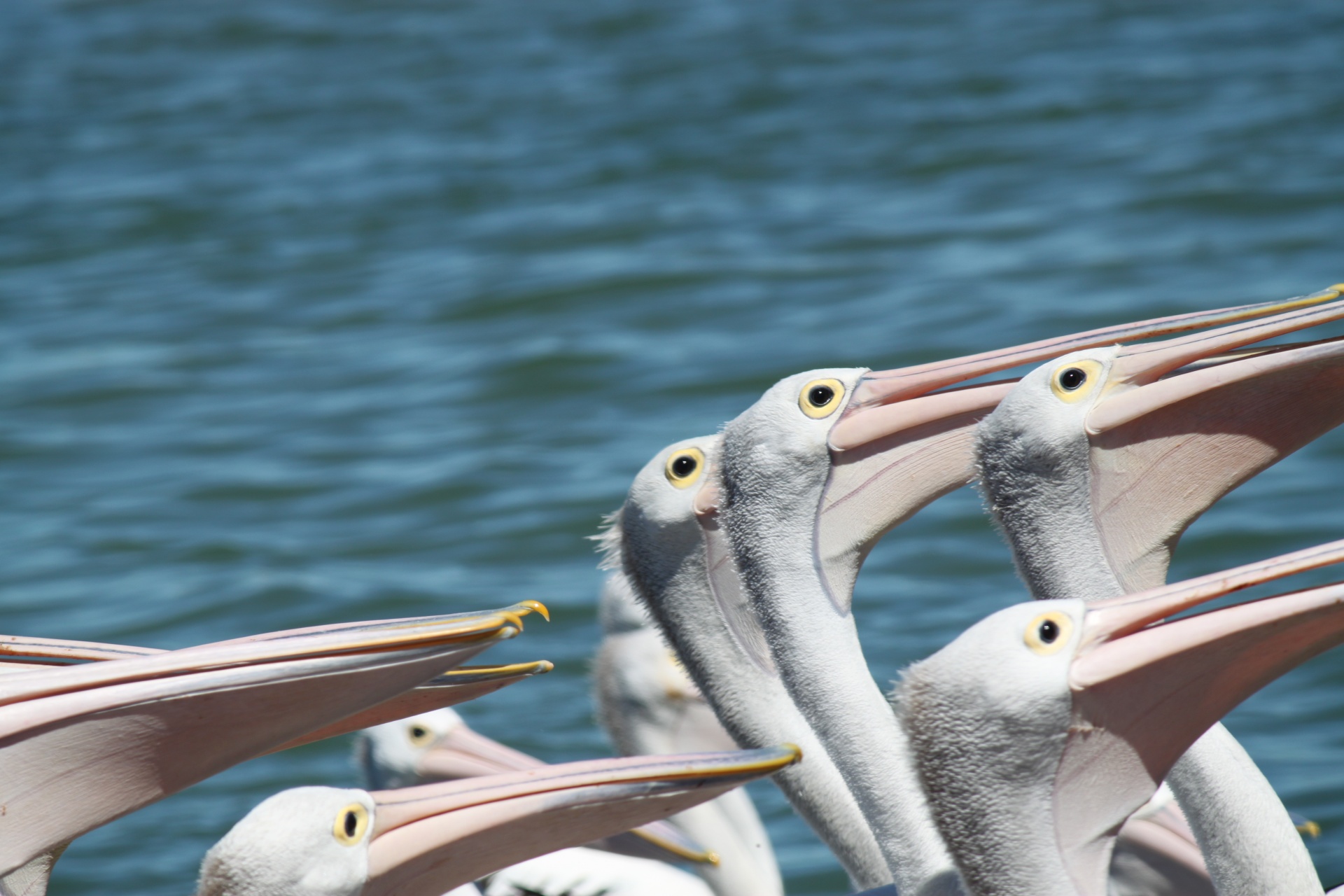 pelican beak shot free photo