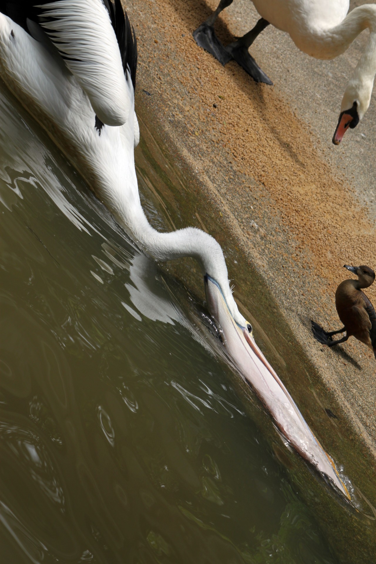 pelican catching fish free photo