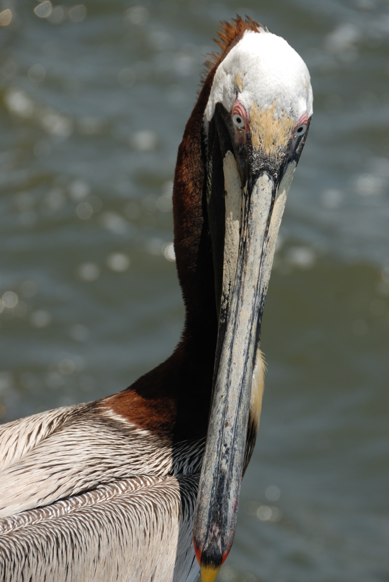 florida outdoor closeup free photo