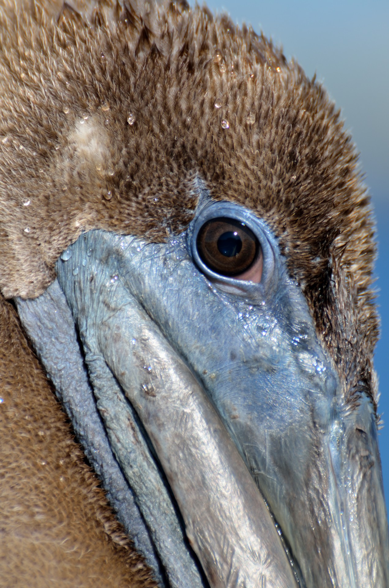 pelican closeup eyes free photo
