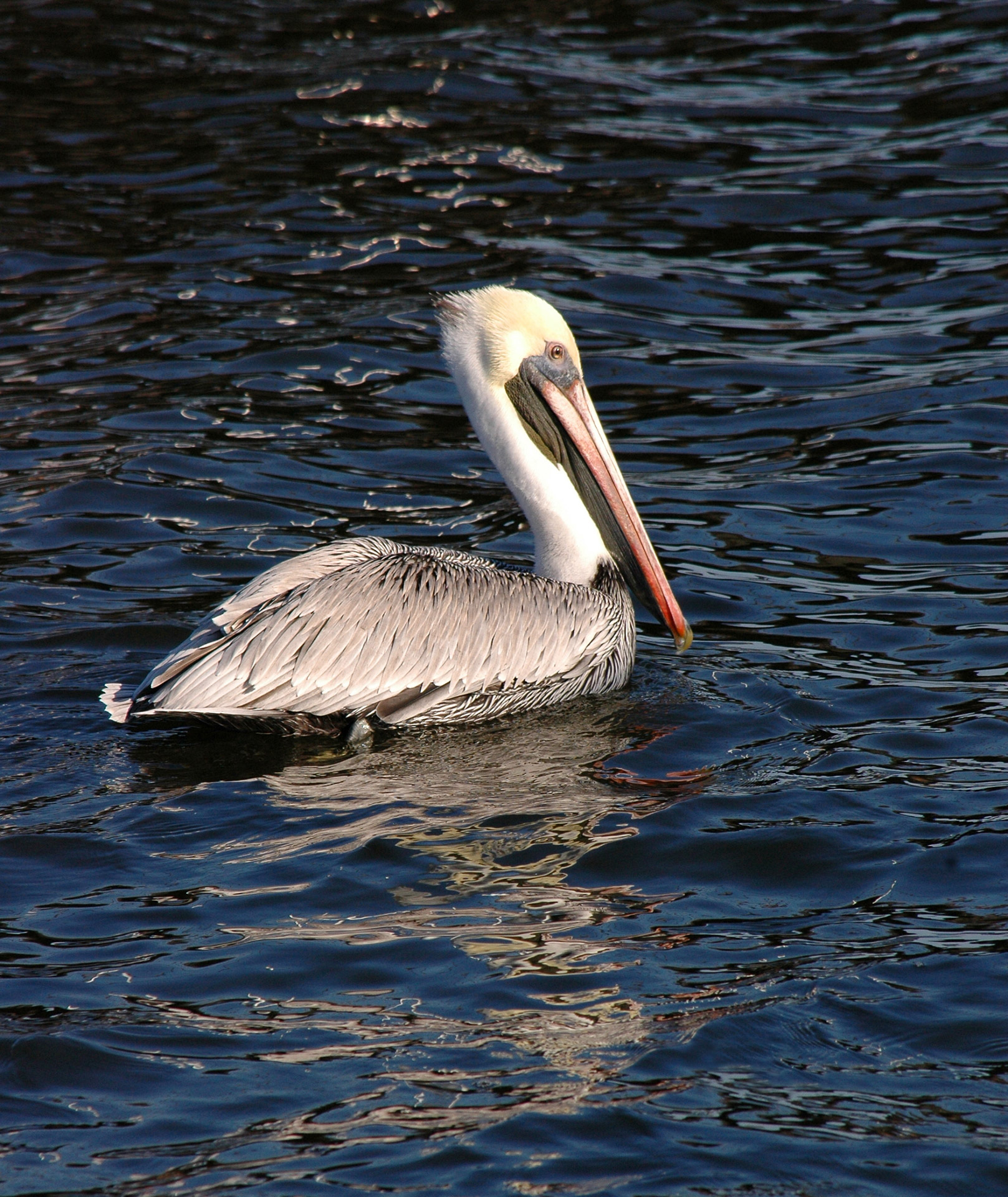 pelican bird white free photo