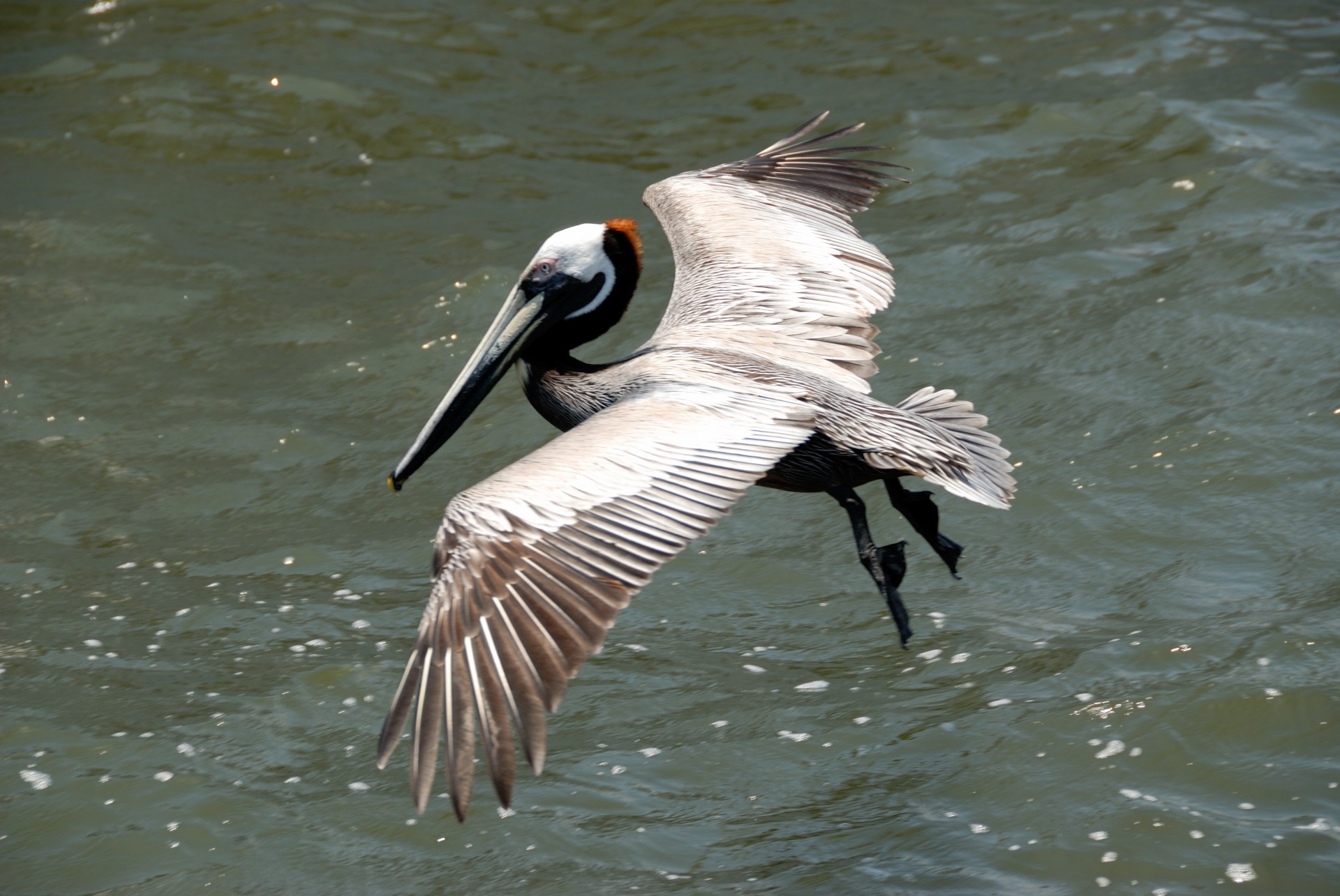 florida outdoor closeup free photo