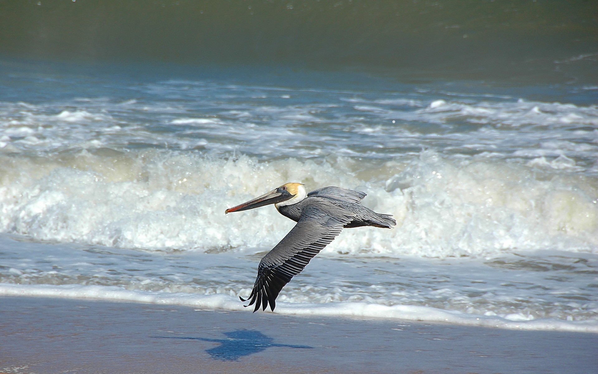 pelican bird avian free photo