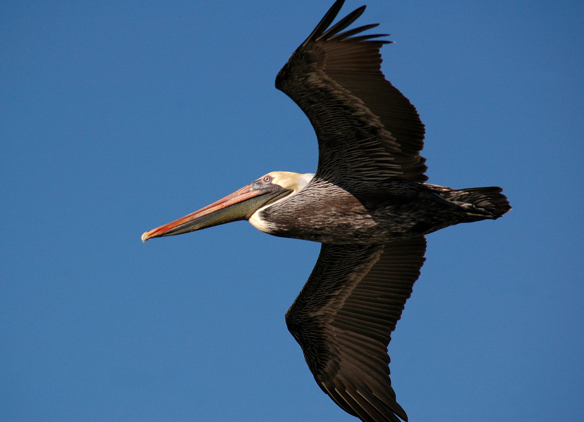 pelican bird flying free photo