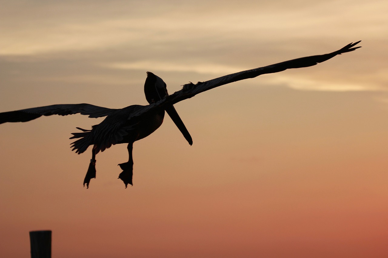 pelican in flight evening sky atmosphere free photo